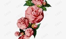 山茶花漫画,一场浪漫的漫画之旅